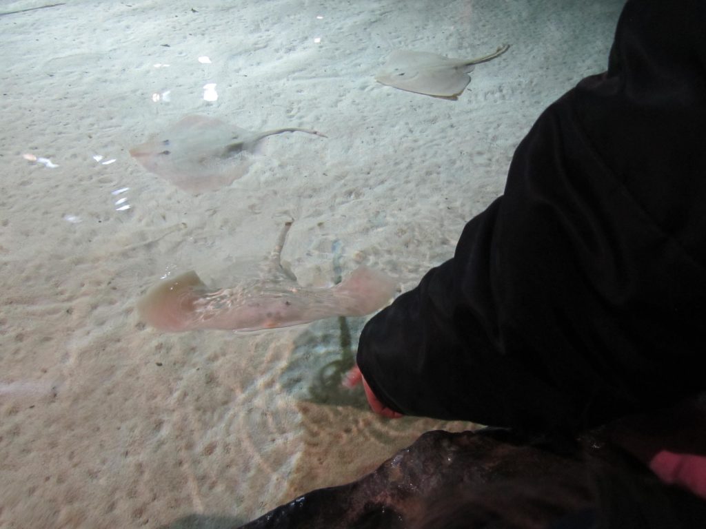 Acquario di Genova MammaInViaggio