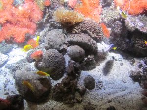 Acquario di Genova MammaInViaggio