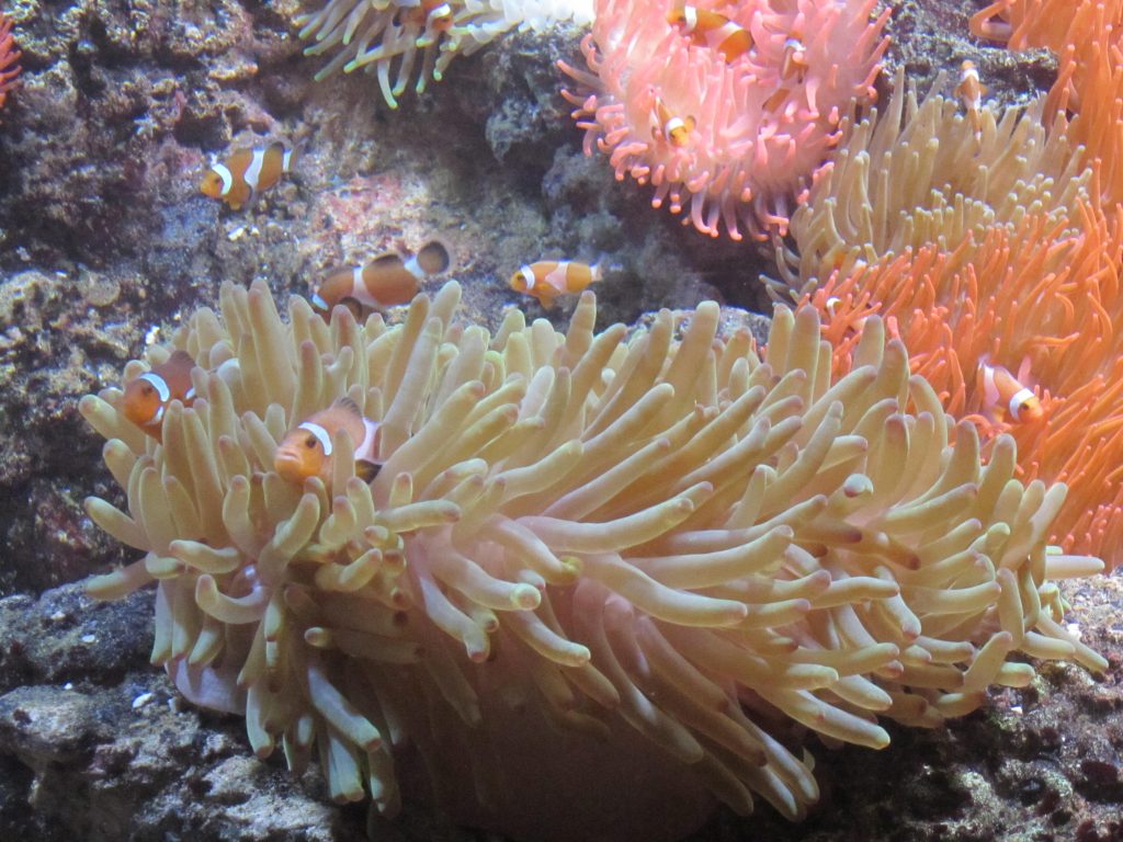 Acquario di Genova MammaInViaggio