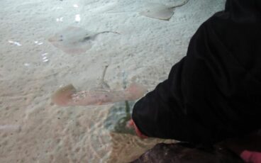 liguria in camper in inverno acquario di genova