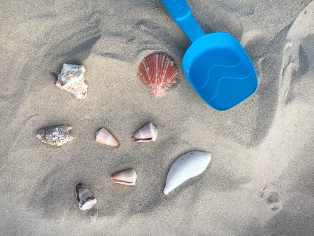 giochi in spiaggia Conchiglie 