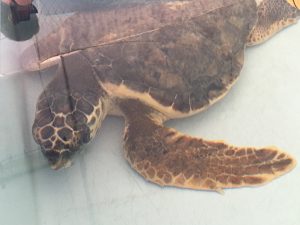 ospedale delle tartarughe Riccione MammaInViaggio