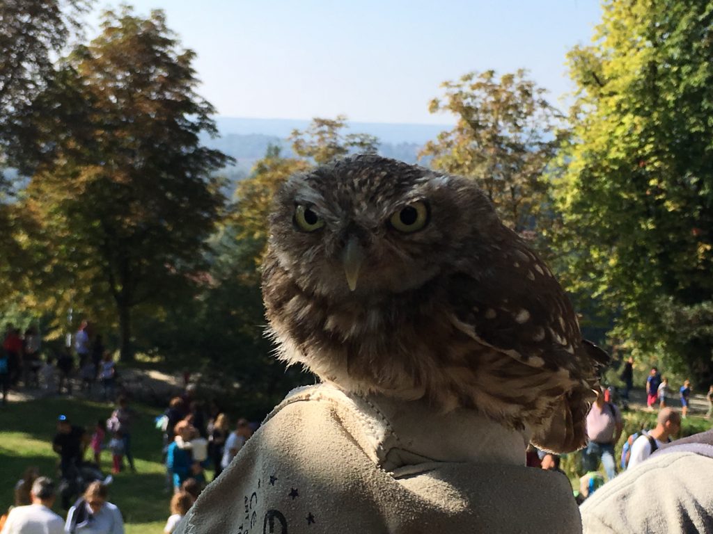 Parco Burcina Liberazione dei Rapaci mammainViaggio