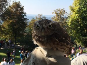 Parco Burcina Liberazione dei Rapaci mammainViaggio