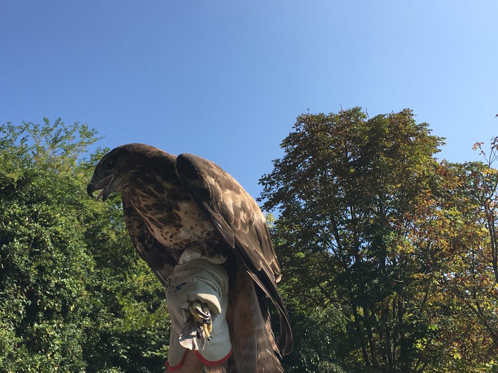 Liberazione dei Rapaci Parco Burcina