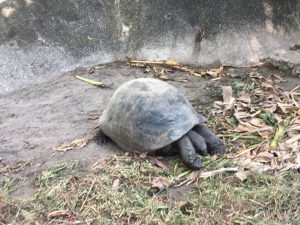 Seychelles tartarughe MammaInviaggio