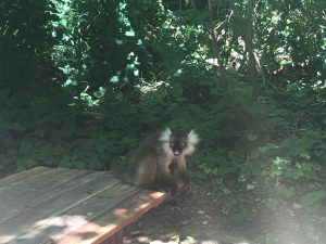 Madagascar Lemuri MammaInViaggio