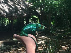 Madagascar Camaleonte MammaInViaggio