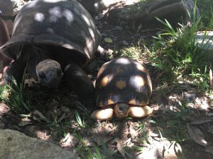 Nosy Komba Tartarughe MammaInViaggio