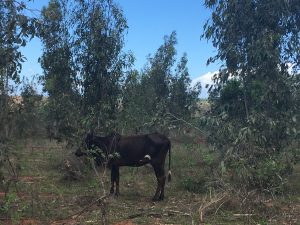 Madagascar Zebù MammaInViaggio