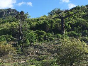 Madagascar Baobab MammaInViaggio