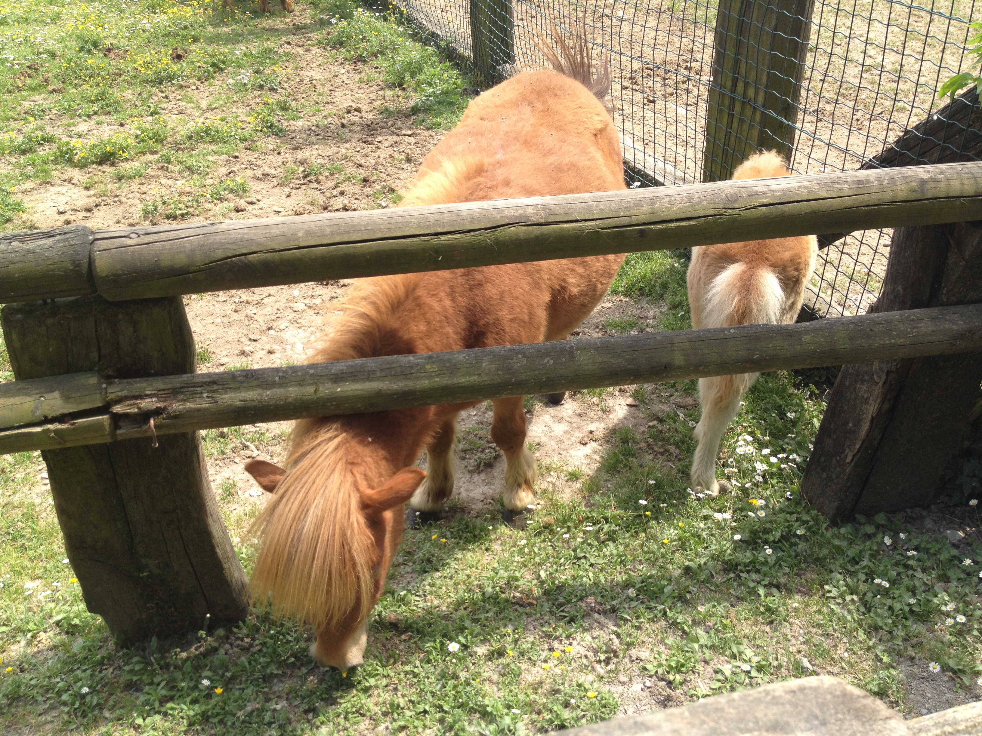 Parco della Preistoria Pony MammaInViaggio