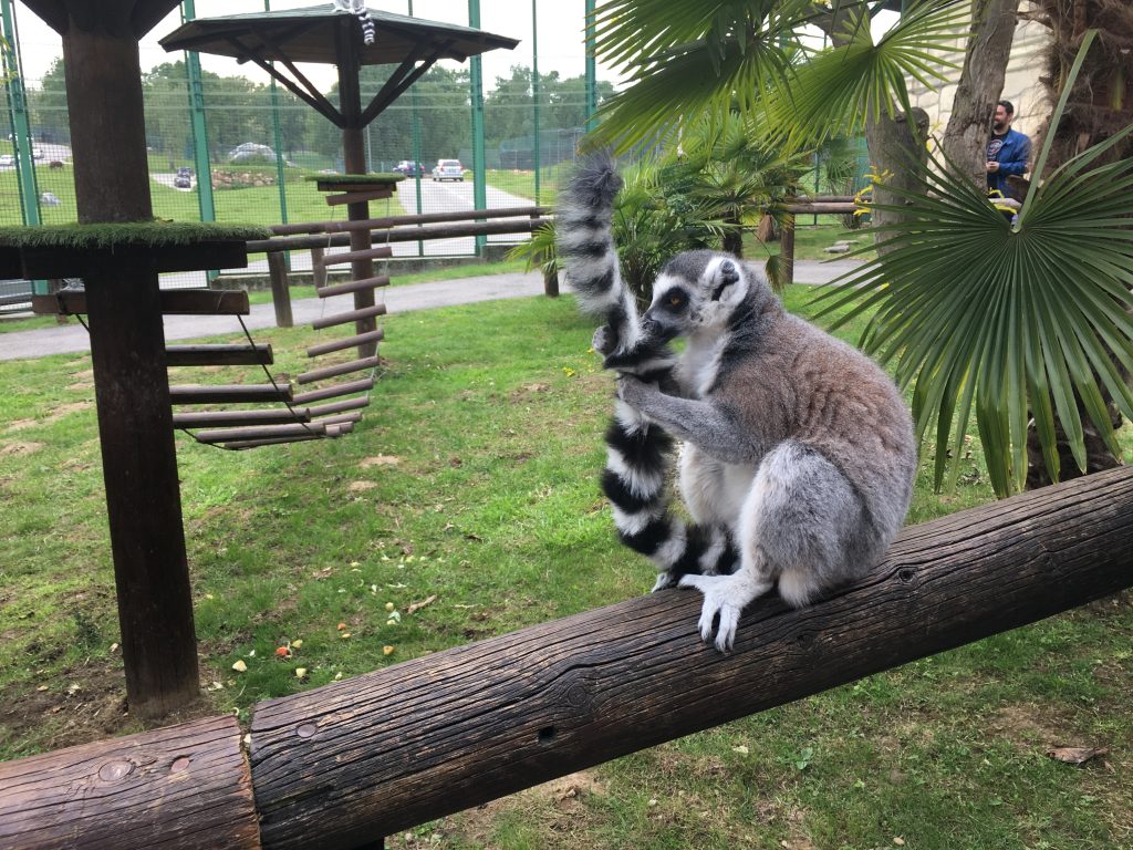 Zoo Safari Park Pombia