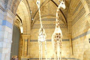 Londra Natural History Museum MammaInViaggio