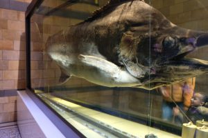 Londra Natural History Museum MammaInViaggio