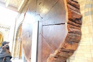 Londra Natural History Museum MammaInViaggio