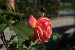 Fiore MammaInViaggio