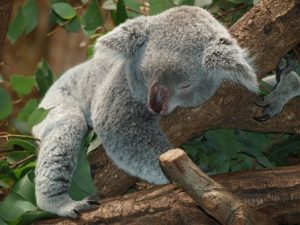 Australia Koala MammaInViaggio