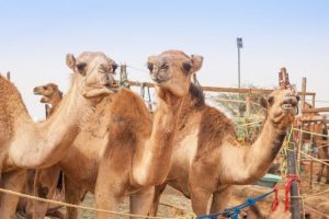 Cipro Camel Park MammaInViaggio