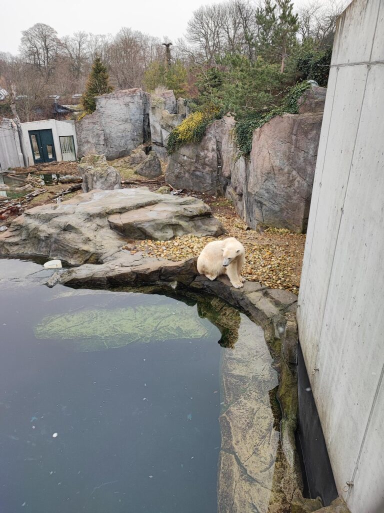 Vienna zoo orso