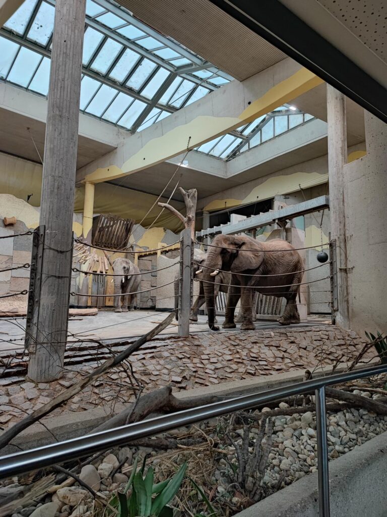 Zoo Vienna Elefanti