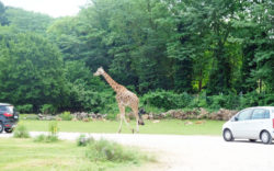 Safari Park Natura Viva