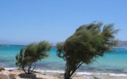 Grecia alberi meltemi