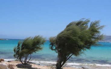 Grecia alberi meltemi