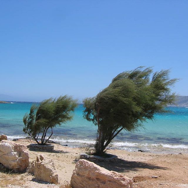 Grecia alberi meltemi