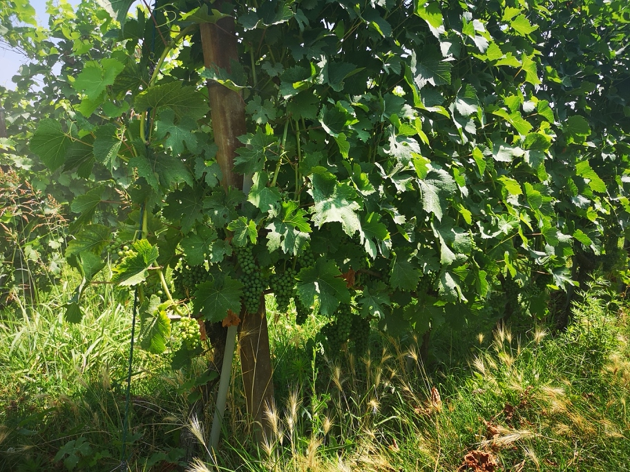 Langhe MammaInViaggio