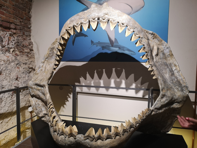 Langhe Museo dei Fossili Asti MammaInViaggio