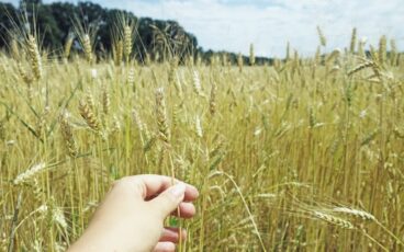 alimenti con glutine