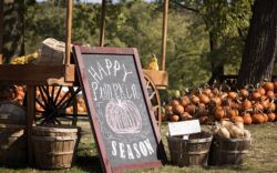 pumpkin-patch