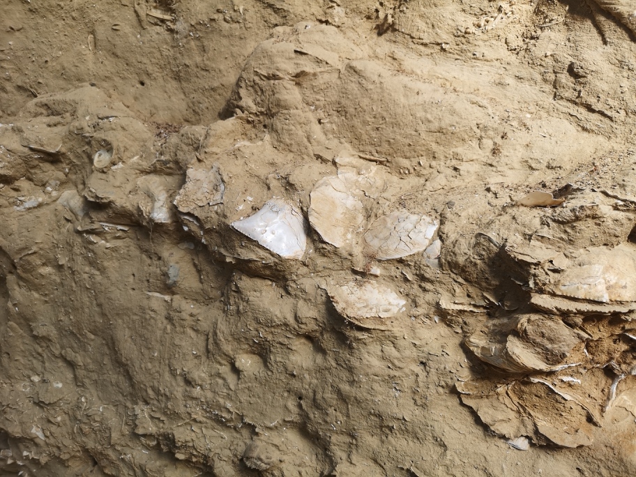 Archeologi per un giorno