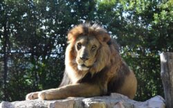 parchi divertimento marche zoo falconara