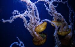 puntura di medusa