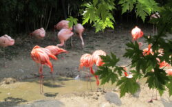 le cornelle fenicotteri