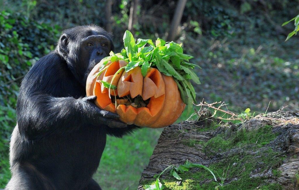 biparco roma scimpanzé+zucca