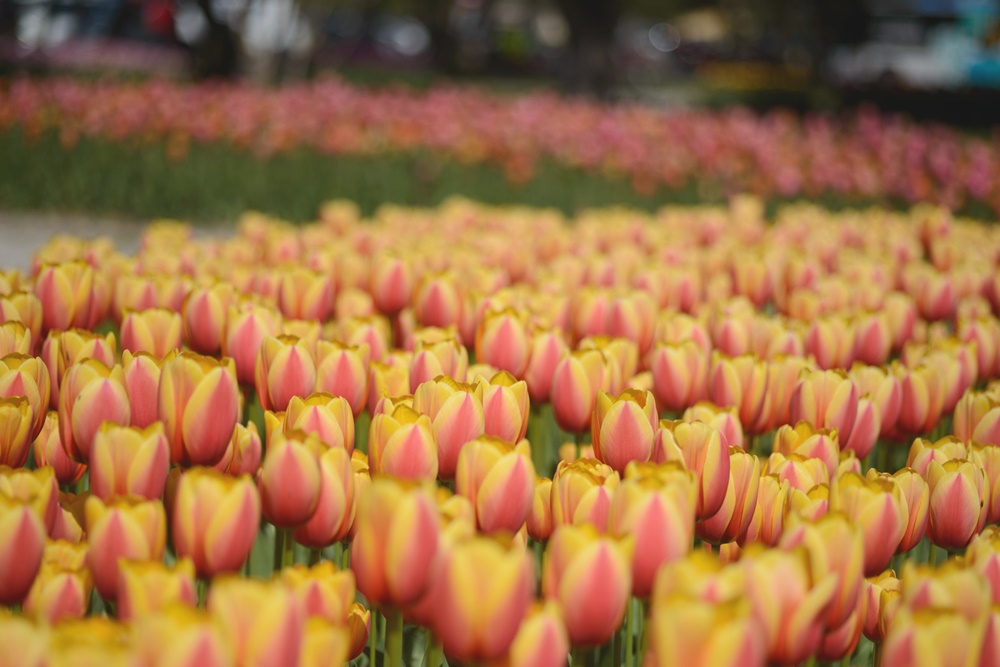 tulipani parco giardino sigurta