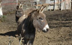 Cosa visitare in Abruzzo gite cn bambini