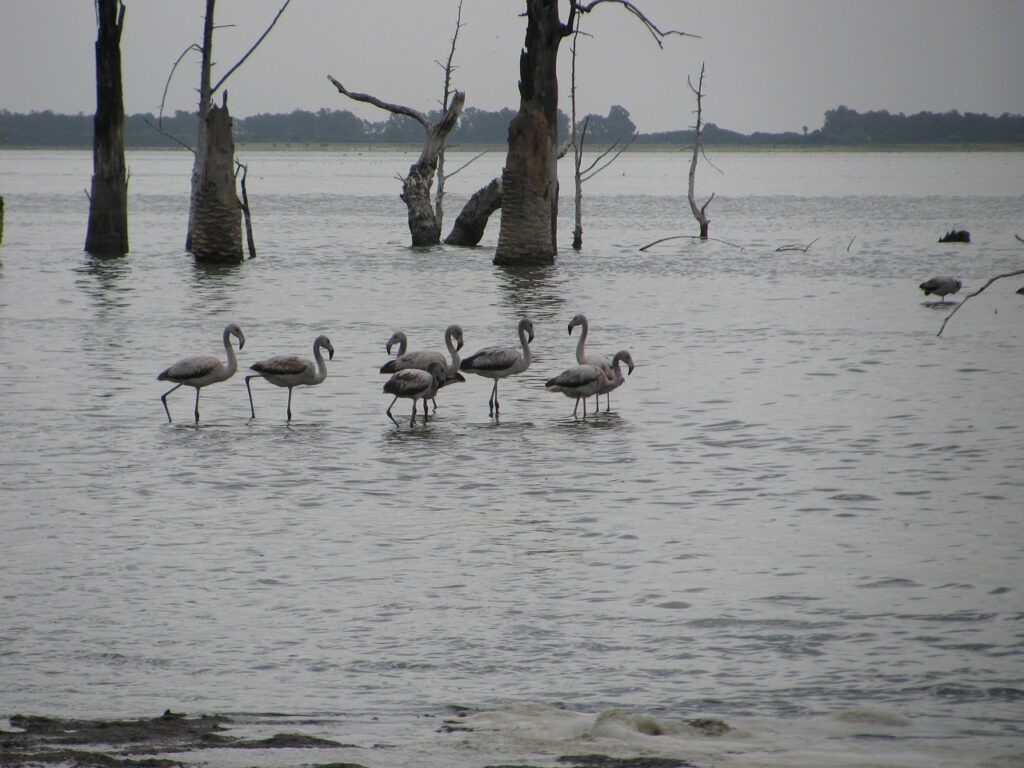 Fenicotteri