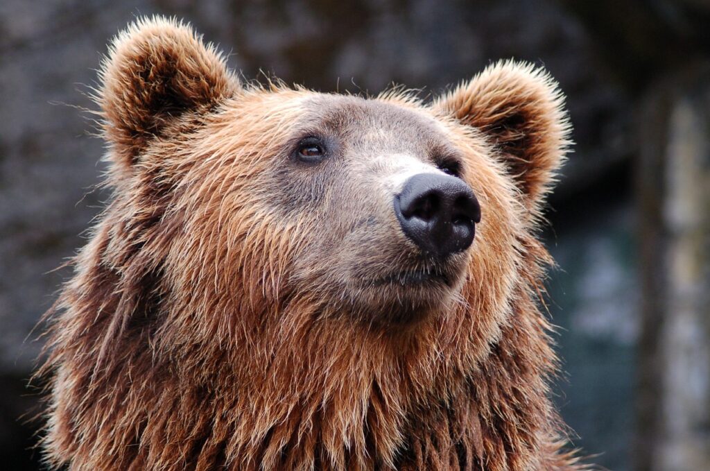 Musei curiosi abruzzo orso