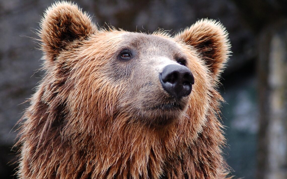 Musei curiosi abruzzo orso