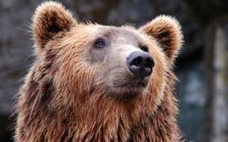 Musei curiosi abruzzo orso