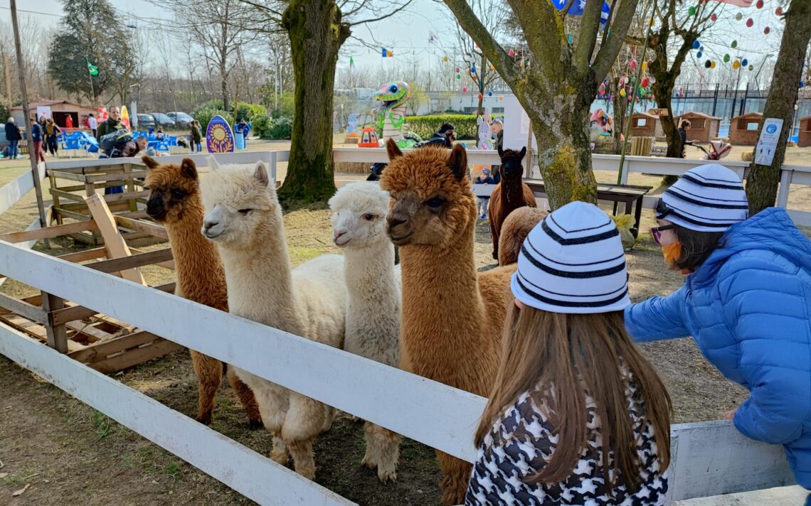 Passeggiata alpaca