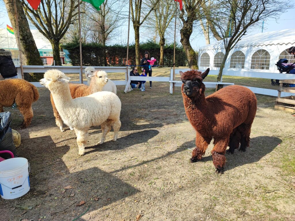 passeggiare con alpaca