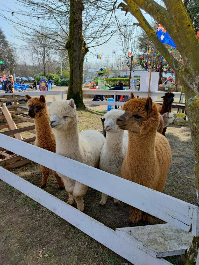 trekking alpaca