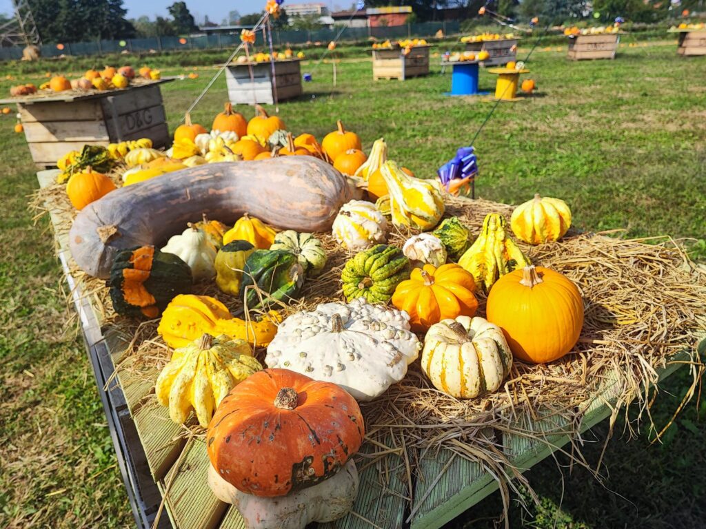 agricola delle meraviglie