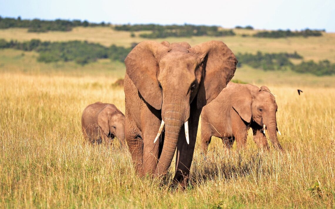 viaggio in kenya elefanti