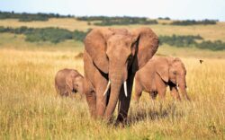 viaggio in kenya elefanti
